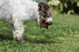 LAGOTTO CAVAGE 010